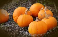 Culture de citrouilles