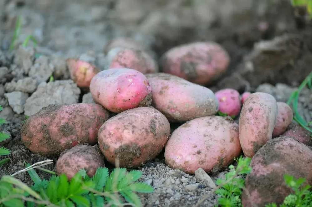 Patate douce